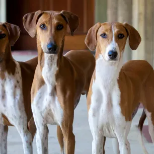 Ras Baru Ditambahkan ke Pertunjukan Anjing Westminster 2020: Azawakh