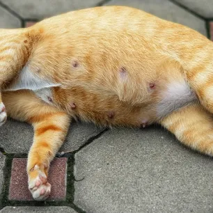 Seputar Kehamilan Kucing yang Perlu Diketahui