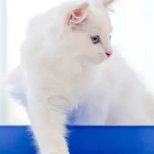 Seputar Kucing Susah Buang Air Kecil