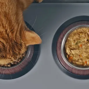 Seputar Makanan Basah Kucing