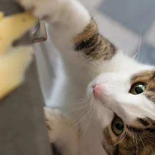 Seputar Makanan Kucing: Apakah Kucing Boleh Makan Keju?