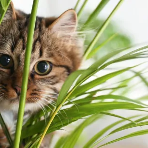 Snack Kucing Terbaik: Panduan, Tips dan Rekomendasi