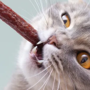 /artikel/kucing/pemberian-makan/snack-kucing