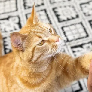 The Best Male and Female Cat Names
