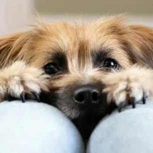 Tiny Dog Breeds That Stay Small