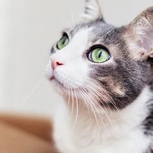 Tips & Cara Adopsi Kucing