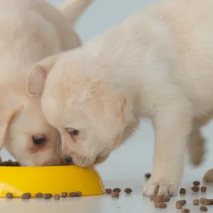 Tips dan Panduan Memilih Makanan Anjing Kecil