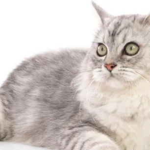 Tips dan Trik Merawat Kesehatan Kucing Kesayangan