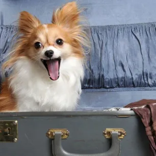 Tips for staying in a dog friendly hotel