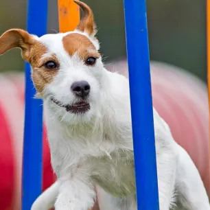 Top 5 Fun Puppy Sports for a Healthy and Happy Puppy