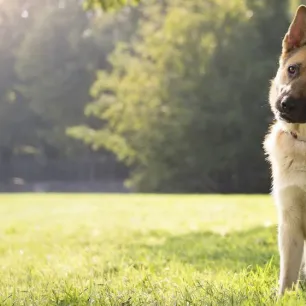 Top 5 Smartest Dog Breeds