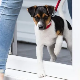 Top Tips for Socialising Your Puppy