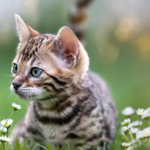 Top 5 Cats That Look Like Tigers Leopards and Other
