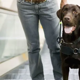 Types of Service Dogs and Their Jobs