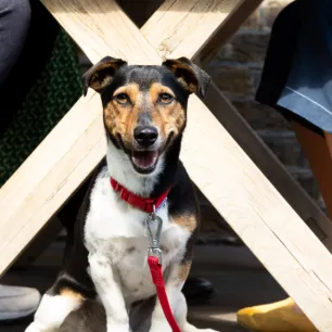Unusual Dog Names for the New Pup in Your Life