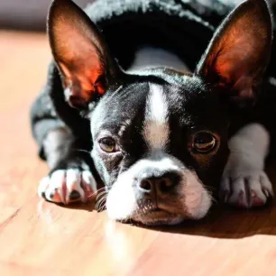 Utility Dog Breeds Everything You Need to Know