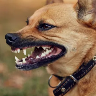 Waspada Kenali Ciri ciri Anjing Rabies Ini