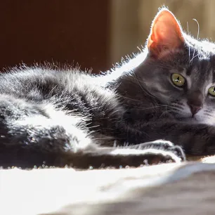 4 Ciri-ciri Kucing Sakit yang Perlu PetLovers Tahu