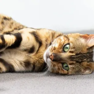 3 Penyebab Anak Kucing Sakit Mata dan Pertolongan Pertama yang Bisa Dilakukan