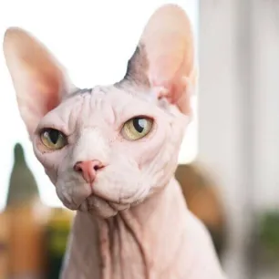 Why Adopt an Older Cat