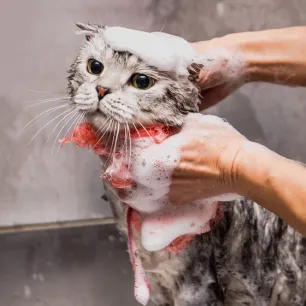 Hati-hati! Overgrooming Menyebabkan Rambut Kucing Rontok