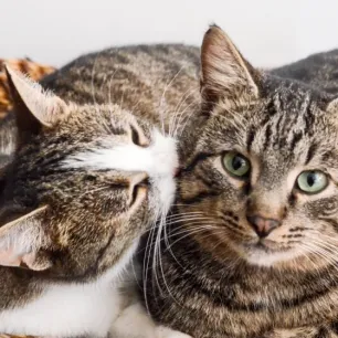 Cara Cepat dan Tepat Mengetahui Kucing Jantan dan Betina: Dijamin Akurat!