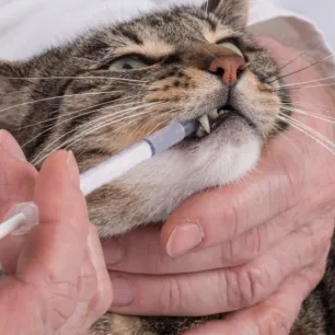 Cara Mudah Memberi Obat Cacing Pada Kucing: Langsung dari Ahlinya!