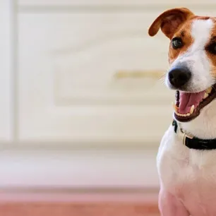  Pertunjukan Anjing Westminster 2021 Menyambut Jenis Baru