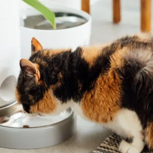 Kenali Ciri-ciri Kucing Dehidrasi: Ini Tanda-tandanya!