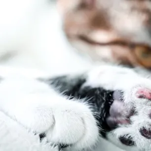 solusi_ampuh_mengobati_kaki_kucing_yang_bengkak