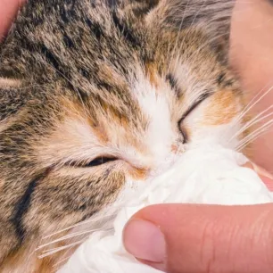 Tips Praktis Membersihkan Hidung Kucing dengan Aman dan Nyaman
