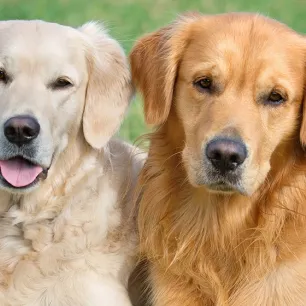Anjing Kawin Tidak Bisa Lepas