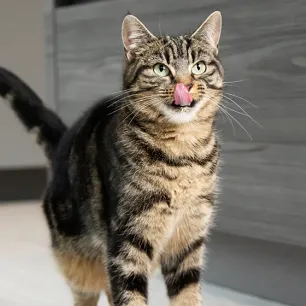 Jenis-jenis Anjing Peliharaan Lucu dan Menggemaskan