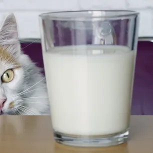 Macam-macam Makanan Terbaik untuk Kucing