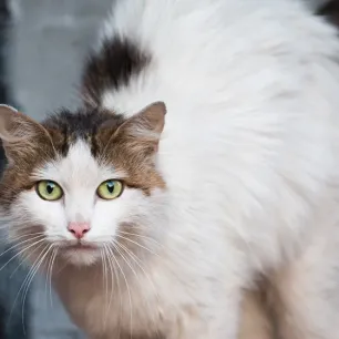 Berikut Tanda Kucing Stress yang Perlu Diwaspadai