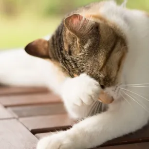 Cara Mengobati Kucing Jamuran