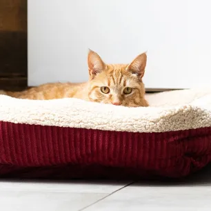 4 Cara Membantu Kucing Melahirkan di Rumah
