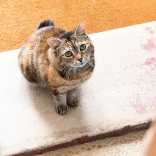 Hati-hati, Ini 4 Makanan untuk Kucing yang Perlu Dihindari!