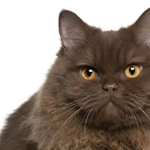 Cara Merawat Rambut Kucing