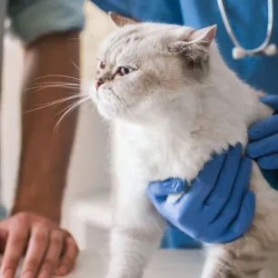 Kucing Cacingan Warna Putih: Apa yang Harus PetLovers Lakukan?