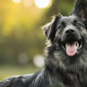 Makanan untuk Anjing dengan Pencernaan Sensitif