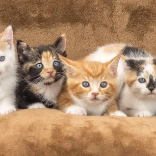 Jenis-jenis Kucing dan Cara Perawatannya