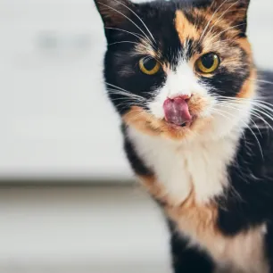 Jenis Produk dan Harga Makanan Kucing Pro Plan Wet yang Perlu PetLovers Ketahui