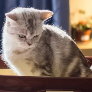 Cara Mencegah Infeksi Saluran Kemih pada Kucing? Cek 4 Hal Berikut!