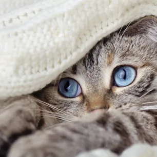 Beberapa Hal yang Harus Diperhatikan Saat Merawat Anak Kucing