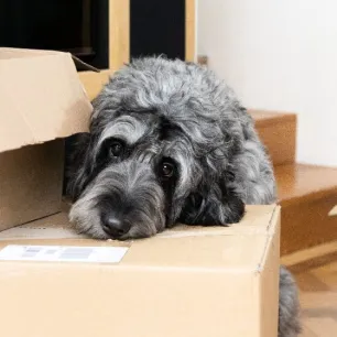 Jenis-jenis Anjing dan Cara Perawatannya