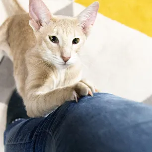 Memahami Tingkah Laku Kucing