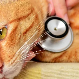 Kenali 10 Penyakit Kulit Kucing yang Perlu Diwaspadai