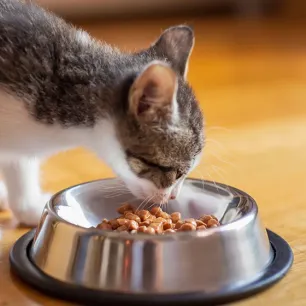 Makanan Kucing Kecil dan Nutrisi yang Dibutuhkannya
