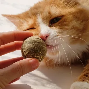 Manfaat Catnip untuk Kucing yang Bisa Membuat Ketagihan